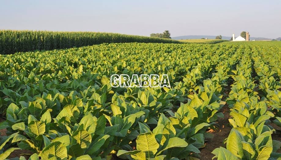 Grabba