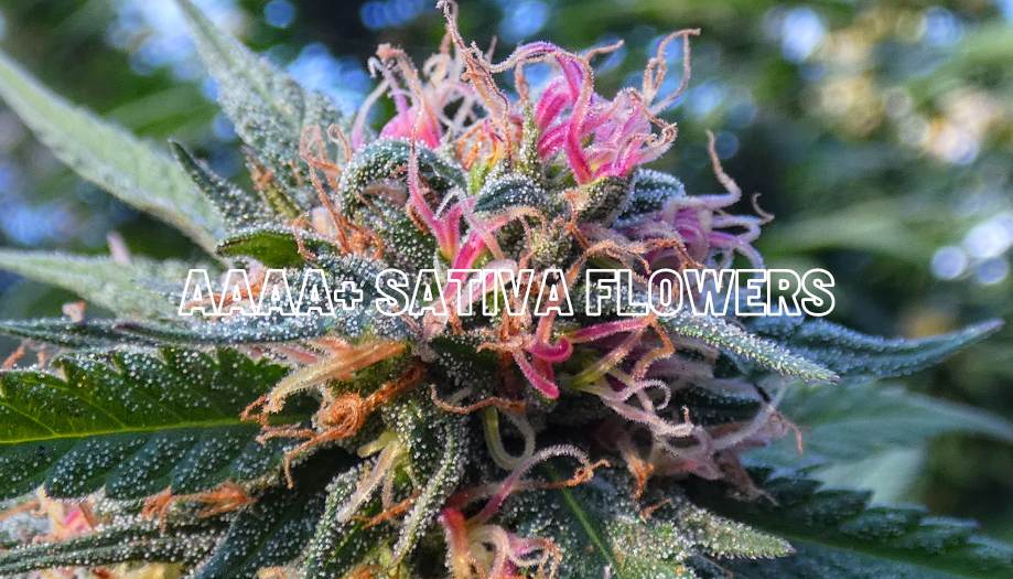 Sativa True Quads