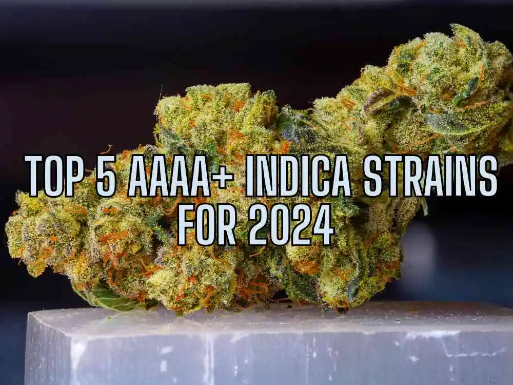 Top 5 AAAA+ indica strains for 2024