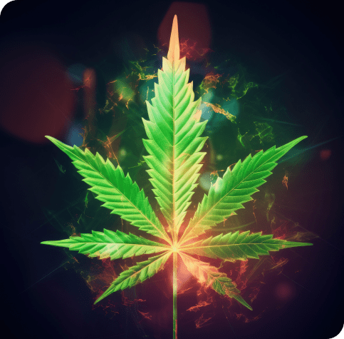 Weed Delivery north York