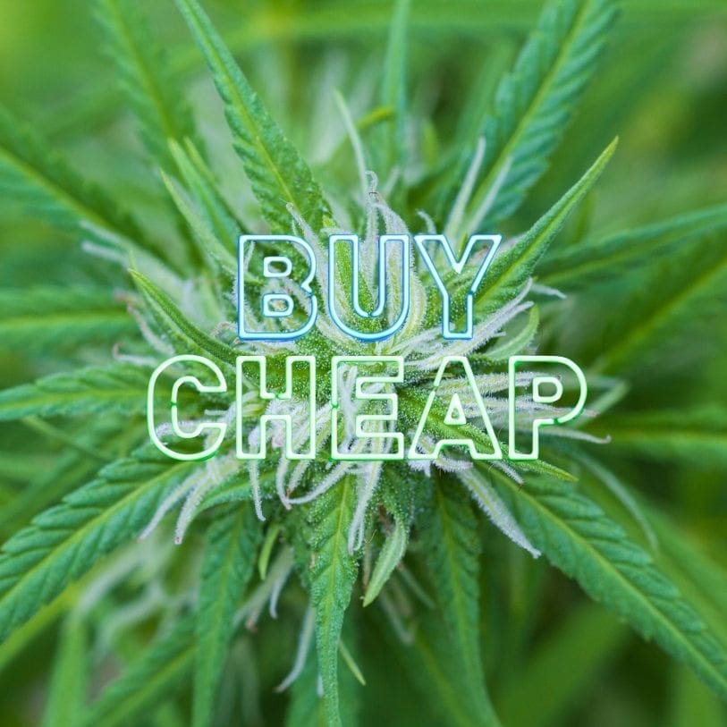 cheapest weed