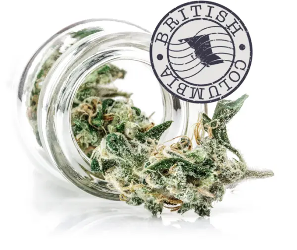Toronto Weed Delivery