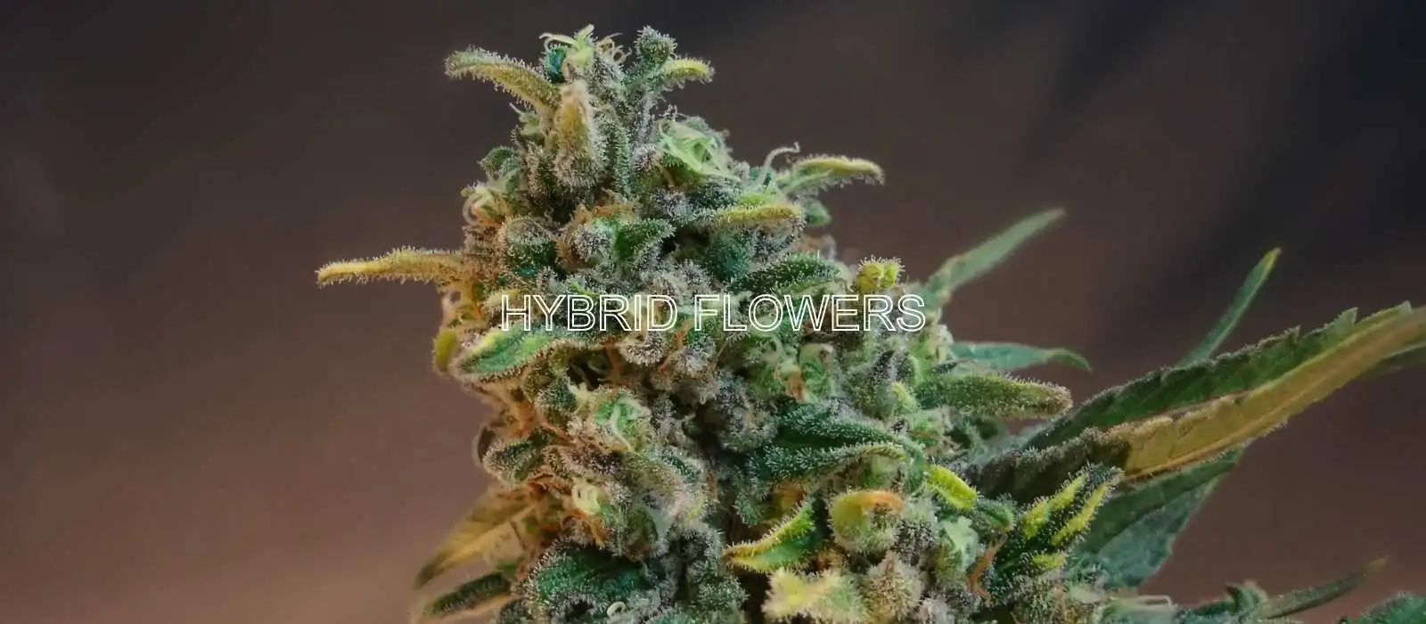 Hybrid Flowers