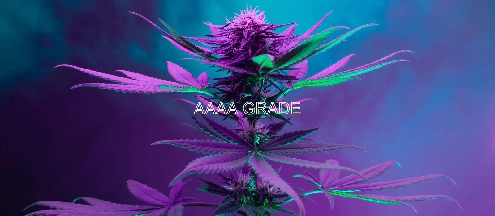 AAAA Hybrid Flowers