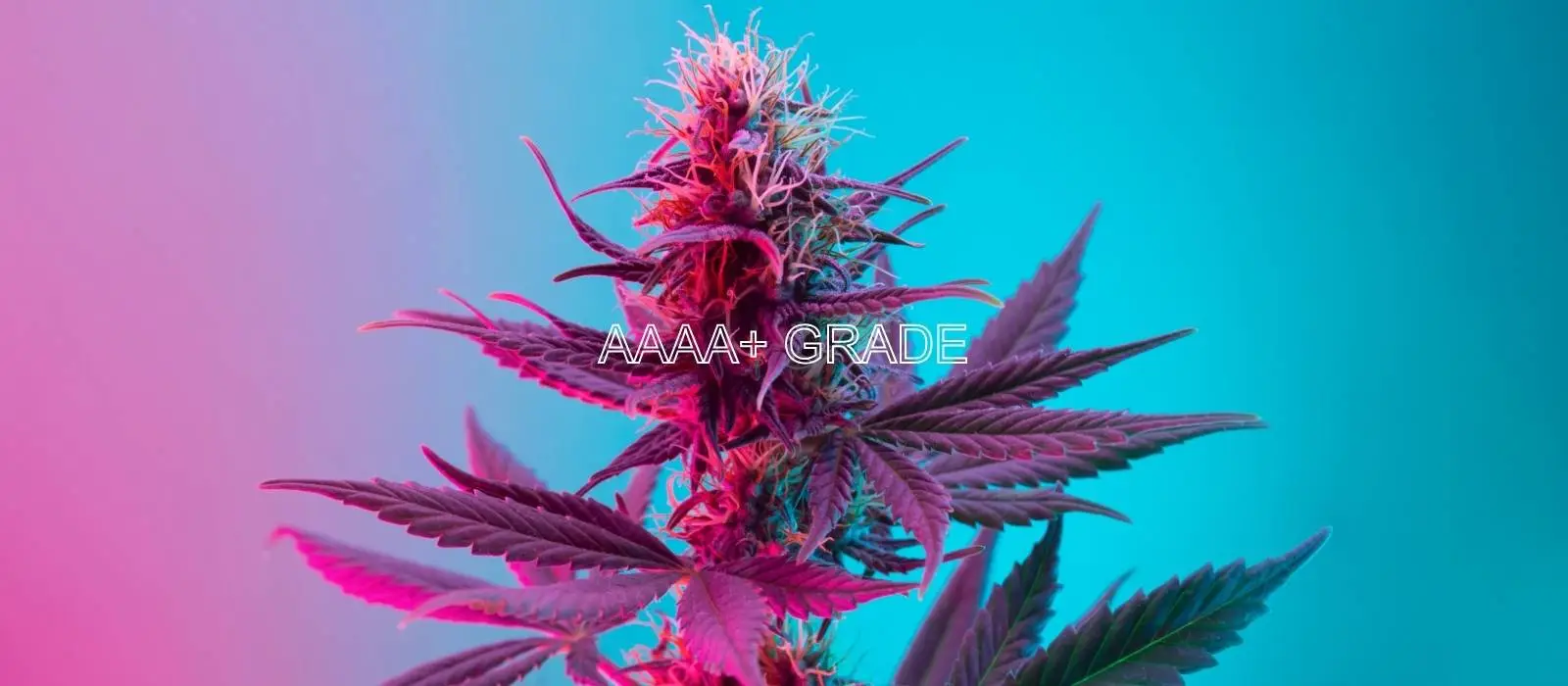 AAAA+ Hybrid Flowers