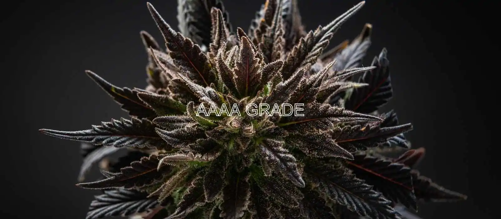 AAAA Indica Flowers