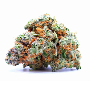 Red Congolese Strain